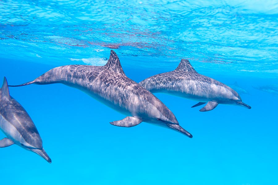Upptäck delfiner i Röda havet