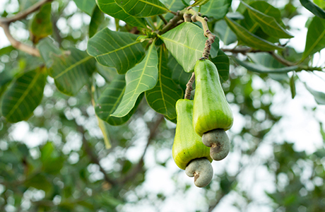 Cashewäpplen, vars frö blir cashewnötter.
