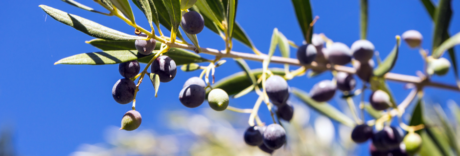 Græske oliven
