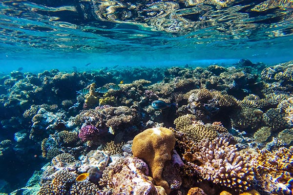 Röda havets undervattensvärld