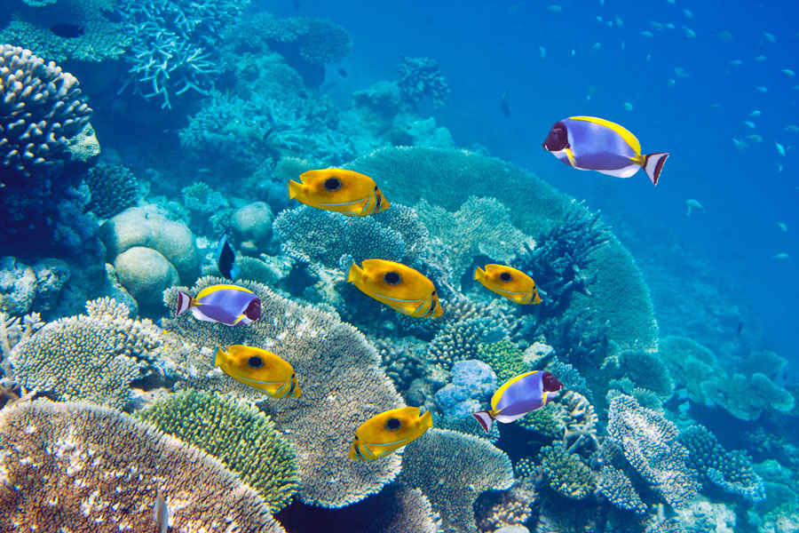 Färgglada fiskar på Mauritius