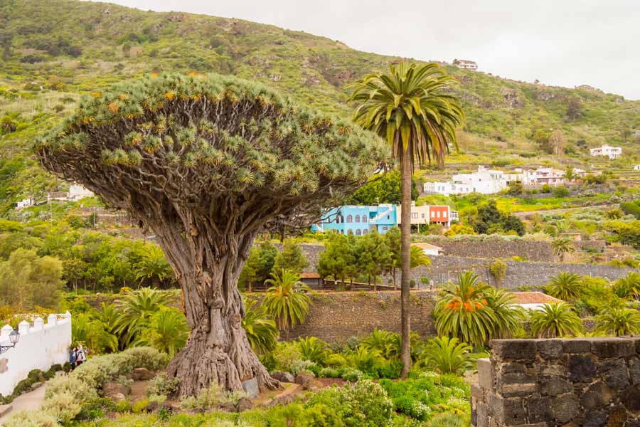 Drageblodstræet, Tenerife