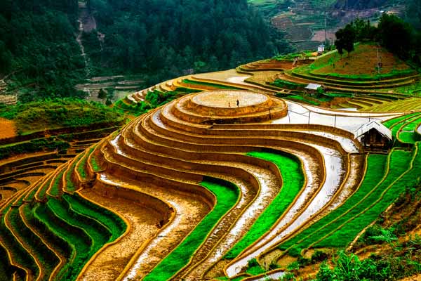 Risfält i Vietnam
